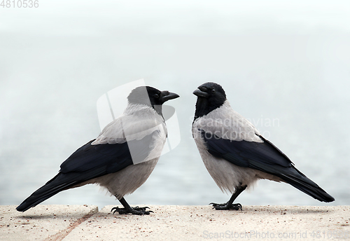 Image of Two hooded crows