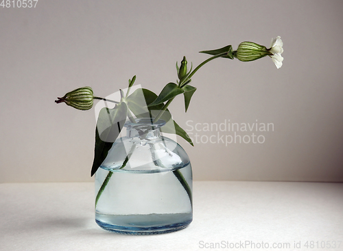 Image of Bladder campion flowers