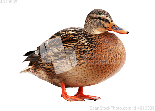 Image of Female wild duck