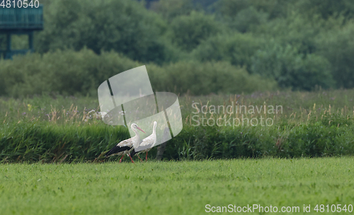 Image of White Stork in meadow and bird watching tower