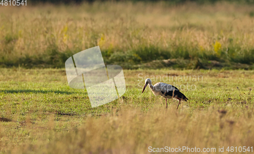 Image of White Stork in meadow