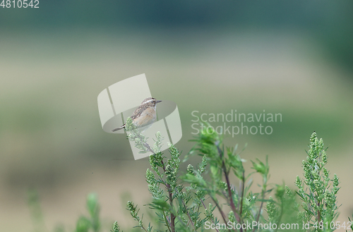 Image of Whinchat (Saxicola rubetra) on wild heliotrope in summer