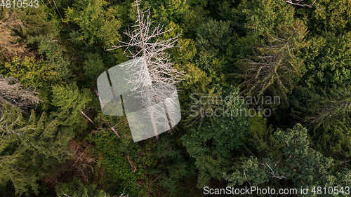 Image of Diagonall view of coniferous tree stand