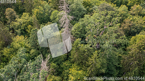 Image of Diagonall view of coniferous tree stand