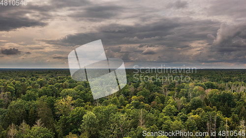 Image of Polish part of Bialowieza Forest to west