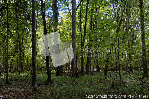 Image of Deciduous stand with hornbeams and oaks