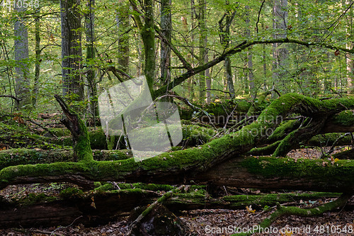 Image of Old natural deciduous stand in autumn