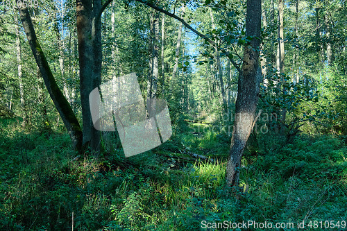 Image of Old natural deciduous stand in autumn