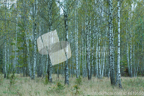 Image of Beautiful Autumnal Birch Grove