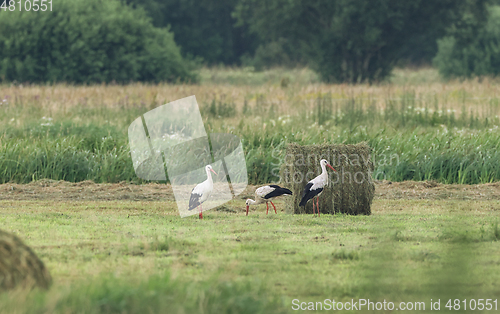Image of White Stork in meadow