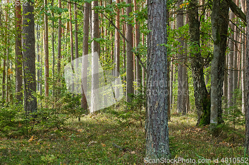 Image of Coniferous tree stand of Bialowieza Forest in autumn