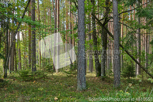 Image of Coniferous tree stand of Bialowieza Forest in autumn