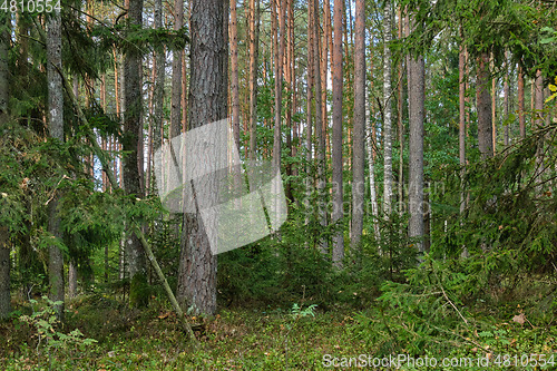 Image of Coniferous tree stand in autumn