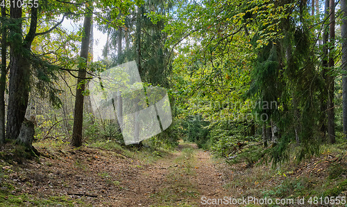 Image of Deciduous stand with hornbeams and oaks