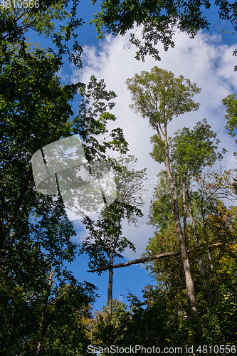 Image of Trees against blue sky in fall