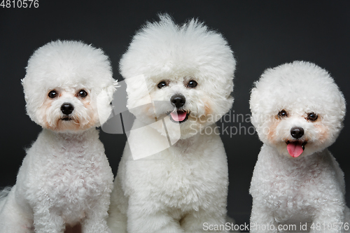 Image of beautiful bichon frisee dogs