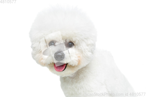 Image of beautiful bichon frisee dog