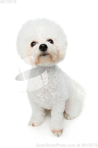 Image of beautiful bichon frisee dog