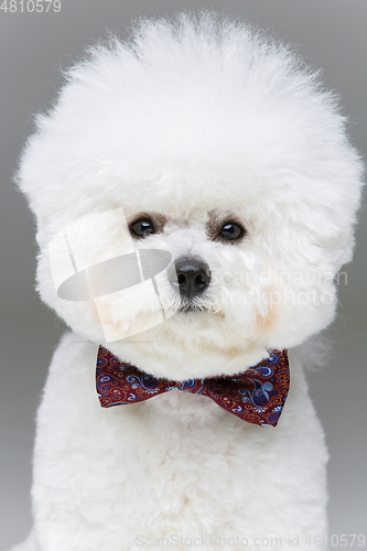 Image of beautiful bichon frisee dog in bowtie