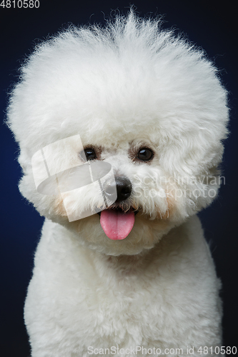Image of beautiful bichon frisee dog