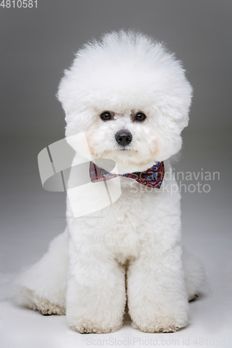 Image of beautiful bichon frisee dog