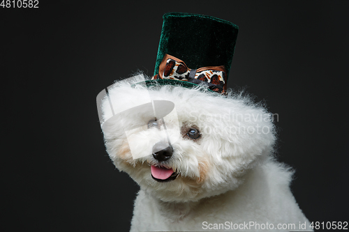 Image of beautiful bichon frisee dog in cute hat