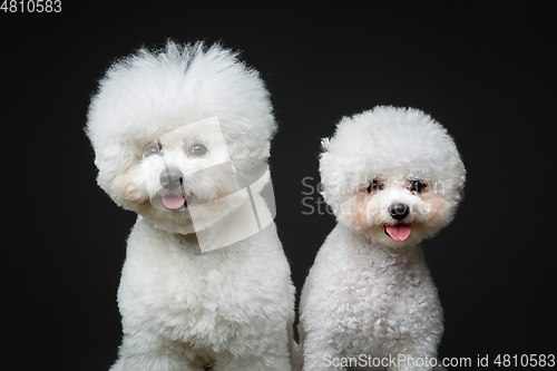 Image of beautiful bichon frisee dogs