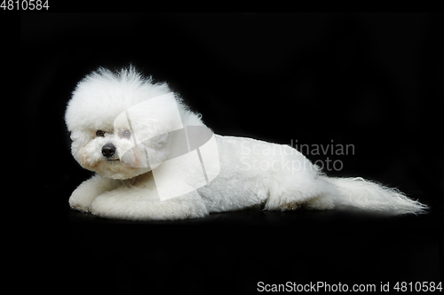 Image of beautiful bichon frisee dog