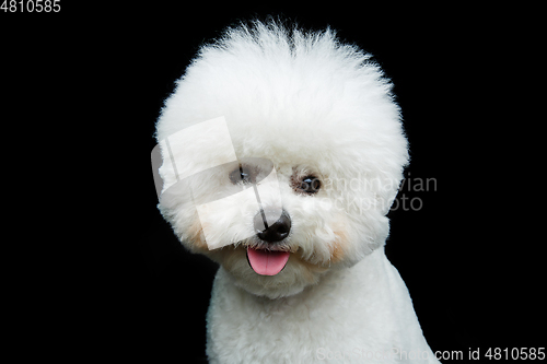 Image of beautiful bichon frisee dog