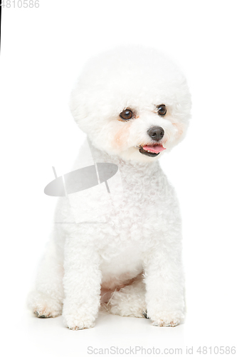 Image of beautiful bichon frisee dog