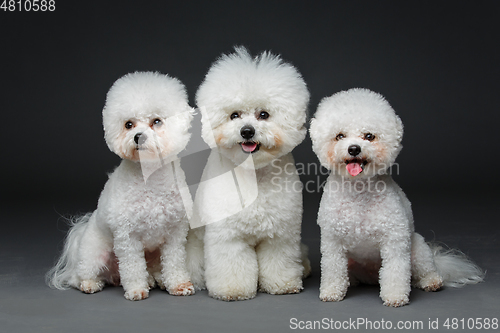 Image of beautiful bichon frisee dogs