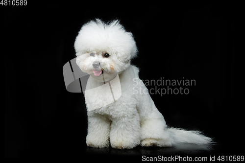 Image of beautiful bichon frisee dog