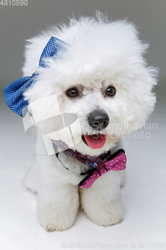 Image of beautiful bichon frisee dog in bowties