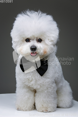 Image of beautiful bichon frisee dog in bowtie