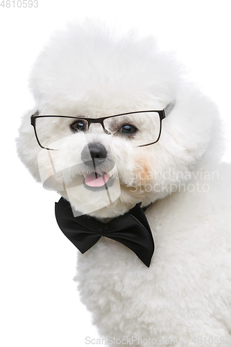 Image of beautiful bichon frisee dog in bowtie and glasses