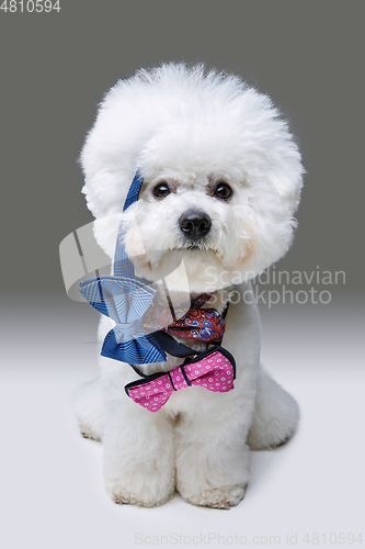 Image of beautiful bichon frisee dog in bowties