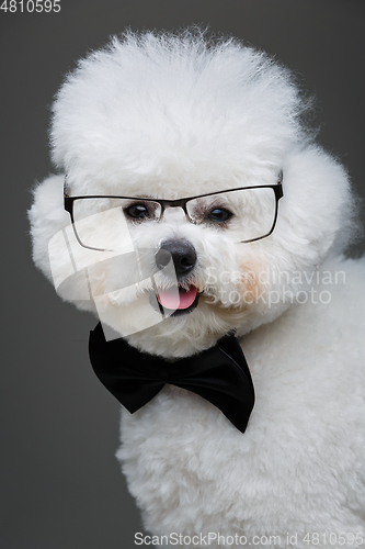 Image of beautiful bichon frisee dog in bowtie and glasses