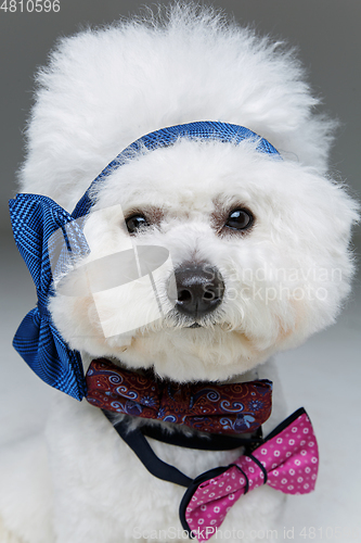 Image of beautiful bichon frisee dog in bowties