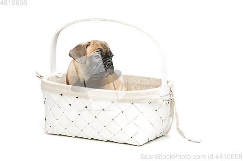 Image of cute french bulldog puppy in basket