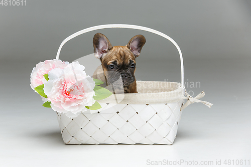 Image of cute french bulldog puppy in basket