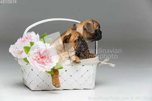 Image of cute french bulldog puppy in basket