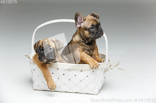 Image of cute french bulldog puppy in basket