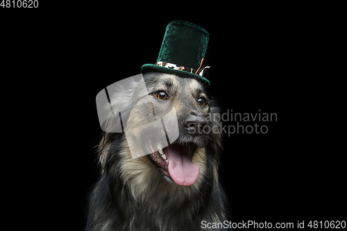 Image of beautiful dog in hat isolated on black