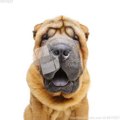 Image of beautiful shar pei puppy