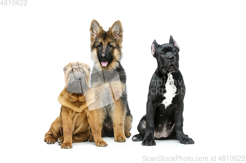 Image of beautiful three puppy dogs