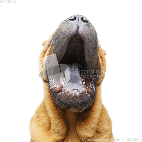 Image of beautiful shar pei puppy yawning