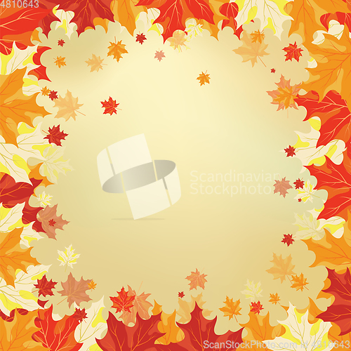 Image of Autumn maple leaves 