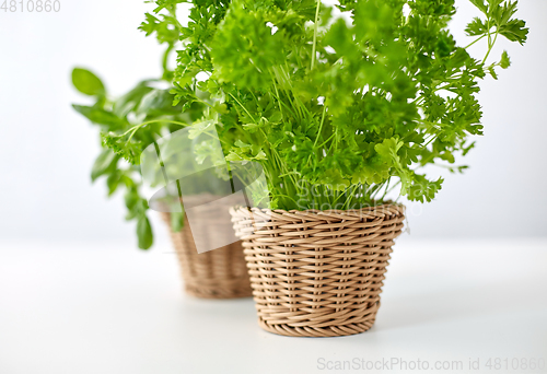 Image of close up of parsley herb in wicker basket