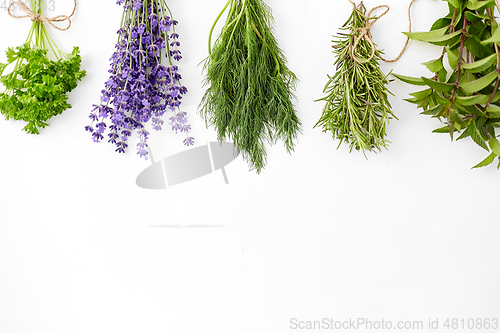 Image of greens, spices or medicinal herbs on white