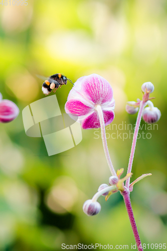 Image of Bumblebee flies to anemone flower